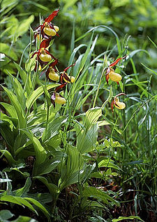 <i>Cypripedium calceolus</i> Species of orchid