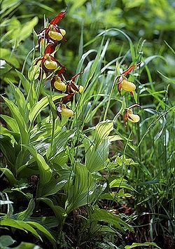 Cypripedium calceolus wiki mg-k01.jpg