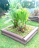 Ornamental Cyrtostachys renda palms in a garden in Suva, Fiji