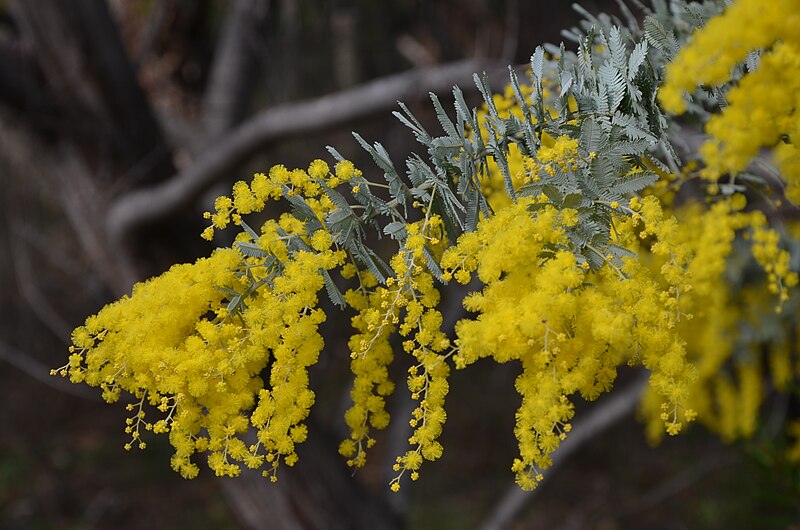 File:DSC 3069 Cootamundra wattle (Acacia baileyana) (19249329702).jpg