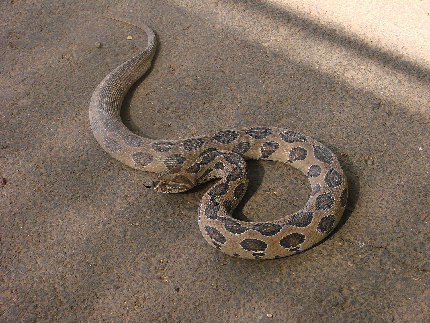 Hognose - Wikipedia