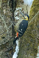 Thumbnail for Darjeeling woodpecker