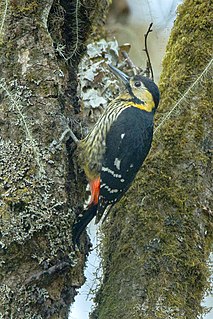 Darjeeling woodpecker Species of bird