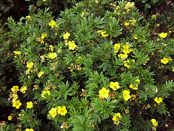 Как называется куст с желтыми цветами. Лапчатка (dasiphora fruticosa. Лапчатка Еллоу Берд. Растение Potentilla fruticosa. Лапчатка кустарниковая (Курильский чай) (dasiphora fruticosa).