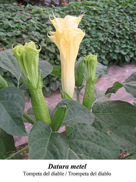 File:Datura metel 3.jpg