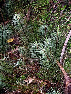 <i>Dawsonia</i> (plant) genus of plants