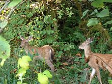 Deer at Tualatin Hills Nature Park.JPG