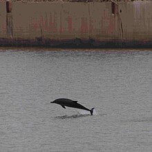 Small numbers of dolphins live nearby Gijon Delfines-gijon.jpg