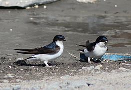 Hirondelle dé croésée (Delichon urbica)