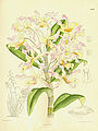 Dendrobium tortile (as syn. Dendrobium dartoisianum) plate 8352 in: Curtis's Bot. Magazine (Orchidaceae), vol. 137, (1911)