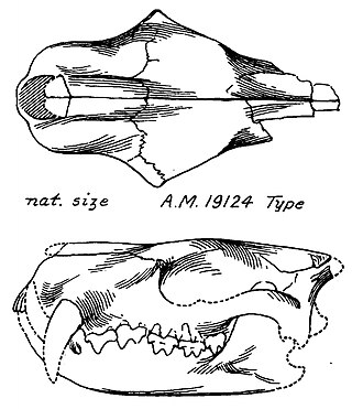 <i>Didymoconus</i> Extinct genus of mammal