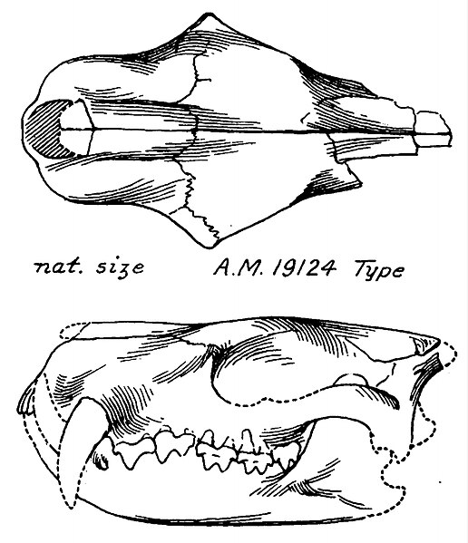 File:Didymoconus colgatei skull and jaws.jpg