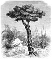 Die Gartenlaube (1869) b 541.jpg Der selbstmörderische Baumwürger. Nach der Natur aufgenommen