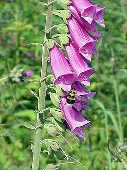 Digitalis purpurea2