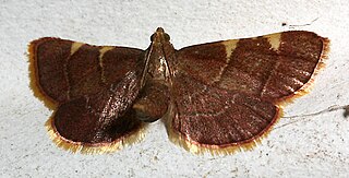 <i>Hypsopygia olinalis</i> Species of moth