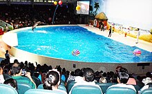Dolphin show at Dubai dolphinarium, September 2012.jpg
