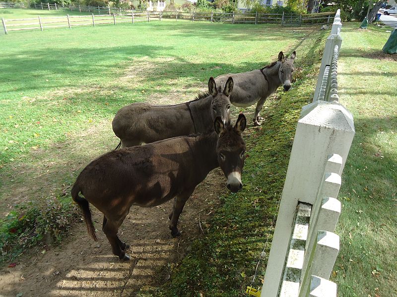 File:Donkeys on a farm in Oldwick New Jersey.JPG