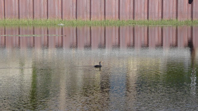 Double-crested Cormorant (Phalacrocorax auritus)