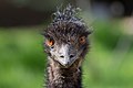 * Nomination Look of an emu (Dromaius novaehollandiae), in the Zoo of Madrid, Spain. --Kadellar 22:07, 11 April 2013 (UTC) * Promotion Good quality. --Christian Ferrer 18:05, 14 April 2013 (UTC)