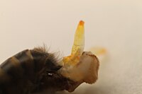 Drone honey bee reproductive organ- cornua.JPG