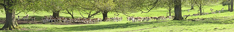 Dyrham Park deer under trees, panorama.jpg