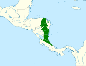 Distribución geográfica del batarito estriado.