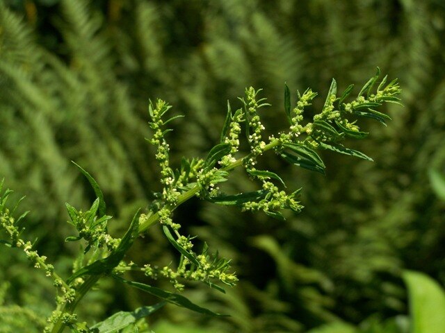 Inflorescence of Epazote (Dysphania ambrosioides)