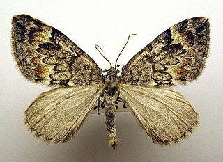 <i>Dysstroma infuscata</i> Species of moth