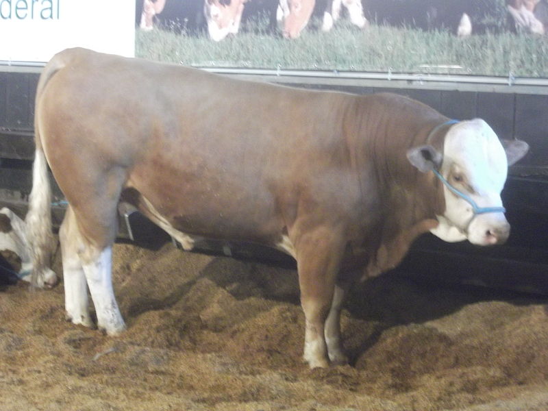 File:EXPOINTER 2013 12 Cattle.JPG