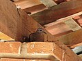 Eared Dove on its nest, São Carlos, Brazil.jpg