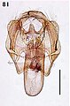 Ectoedemia alnifoliae male genitalia.JPG
