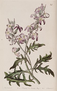 Edwards's botanical register (Plate 25) (7949439164).jpg