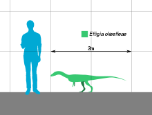 Size comparison Effigia Scale.svg