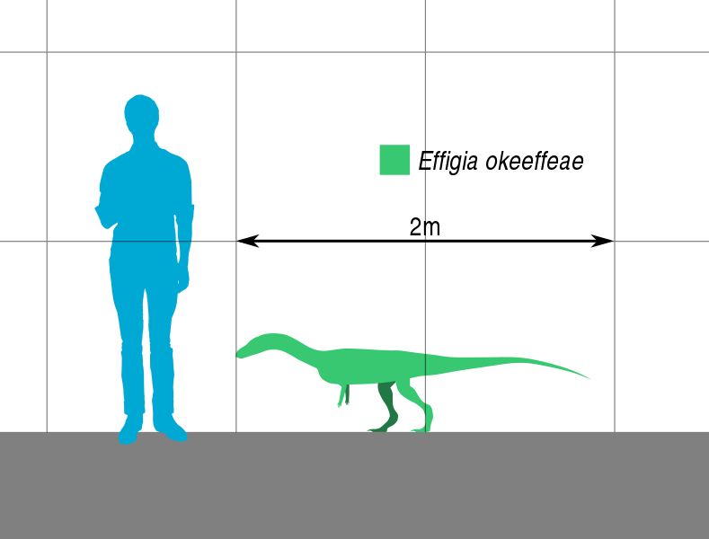 File:Effigia Scale.svg