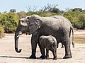 * Nomination African bush elephants (Loxodonta africana), Chobe National Park, Botsuana --Poco a poco 22:44, 5 December 2018 (UTC) * Promotion Good quality. -- Ikan Kekek 23:59, 5 December 2018 (UTC)