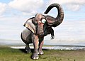 Category:Elephas maximus in art - Wikimedia Commons