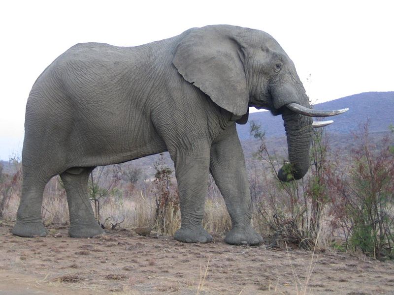 File:Elephant in Pilanesberg Park.jpeg