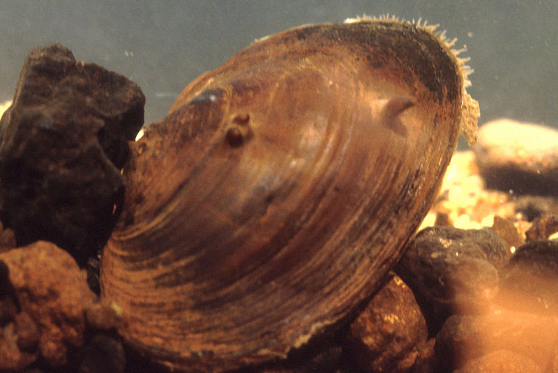 Stiff Pen Shell (GTM Research Reserve Mollusc Guide) · iNaturalist