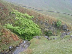 Wych, Scandale Beck, Cumbria, May