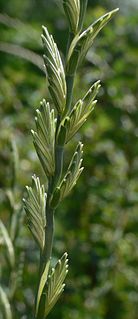 <i>Thinopyrum ponticum</i> species of plant