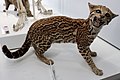 Ocelot (Leopardus pardalis)