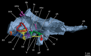 October 21: cranial cast of the dinosaur Alioramus altai