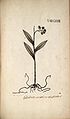 Epidendrum anceps plate 138 in volume 2: N.J. Freiherr von Jacquin Selectarum stirpium Americanarum historia (Orchidaceae) (1763)