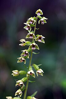 <i>Epipactis dunensis</i> Species of orchid