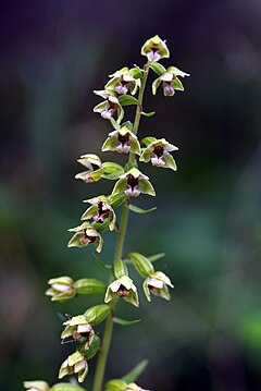 Description de l'image Epipactis dunensis inflorescence.jpg.