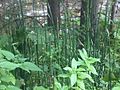 Téli zsurló (Equisetum hyemale)