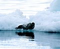 Bearded seal on ice flow in Wager Bay
