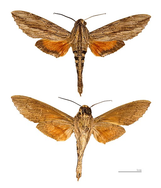 File:Erinnyis ello MHNT male.jpg