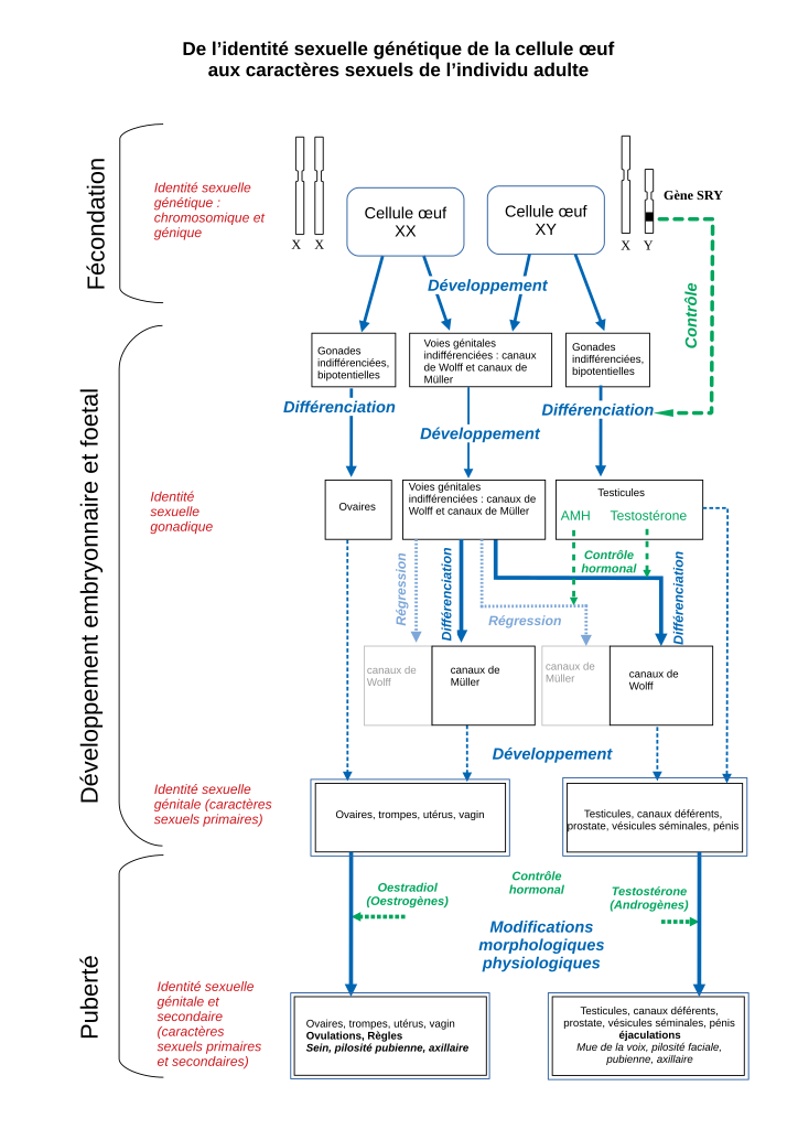 File Etapes De La Construction De L Identite Sexuelle D Un Etre Humain Schema Titre Et Legende Svg Wikimedia Commons