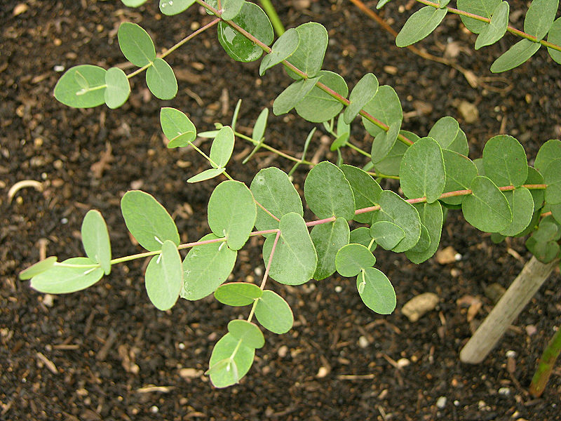 eucalyptus gunnii  cider gum